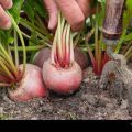 Beetroot seeds (Chukander/Chuqander k beej )(چقندر کے بیج)Hybrid/Germinated/Best Quality/Fast growing/Excellent Germination/High Quality/Healthy Vegetable Seeds/Vegetable/Home/Kitchen/Gardening seeds/beej/Vegetables Seeds Packet. 