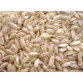 Arifwala Desi Yellow Melon ( Kharbooza ) Fresh Seeds For Home Kitchen Gardening. 