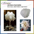 Artisan - Pack Of 2 - White Ostrich Feathers Original. 