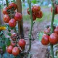 Tomato Tamojan Vegetable Seeds. 