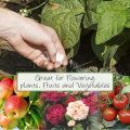 Epsom Salt 5 kg for Plant Growth & Development | Contains Magnesium Sulfate Water Soluble Plant Fertilizer | Prevents yellowing of leaves | Promotes bountiful blooms | tasty fruits and plant. 