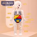 Hands-on Anatomy Learning Kit Interactive Human Body Model Kit Educational Diy Toy with 11 Analysis Cards Ideal for Students Accessories Included Diy Human Organ Model. 