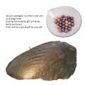 Vacuum-Pack Oyster Pearls Mussel Shell With 6X Pearls Inside Freshwater Pearl. 