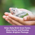 Kaytee Exact Hand Feeding Formula Parrot 500gm. 