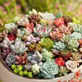 Rare Dwarf Mix Succulent Seeds. 
