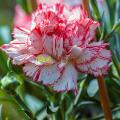 20+ Carnation Double Striped Flower Seeds Home Kitchen Gardening Seeds. 