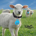 Goat Neck Tags + Collar Set ( Plan Tags no Numbering Mention ) Kisi Bhi Marker Se Ap Number Lihk Sahkte Hain. 