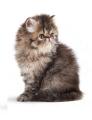 Persian Kitten- 400G. 