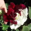 Maroon White  Rose Seeds. 