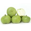 F1 Hybird Tenda / Tinda Green Round Squash Kitchen Gardening Vegetable Seeds. 