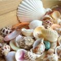 Premium Quality Shalls Pack Best Quality & Beautiful Shapes Natural Seashells Pack For Home & Room Decoration. 