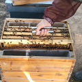 Stainless Steel Bee hive Frame Holder Capture Frame Grip Honey Bee tool Sunlight Super Store. 