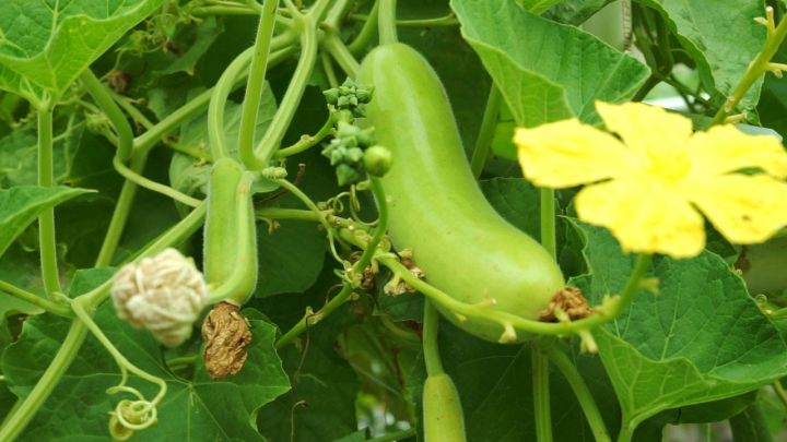 Bottle%20Gourd%20(Long%20Kadu)%20%20Desi%20Fast%20Growing%20Seeds%20-%20Kitchen%20Gardening%20Vegetable%20Seeds%20-%20Image%203