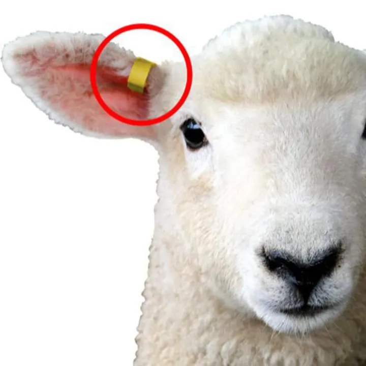 Animal%20Ear%20Tag%20for%20Live%20Stock%20identification%20for%20Sheep,%20Goat%20and%20Cattle%20(50%20pcs)%20-%20Image%202
