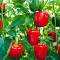 Bell Pepper,Capsicum,Shimla Mirch,Rainbow Blend Sweet Delicious Large Bell Peppers,Imported from CALIFORNIA Big Red Color Horizon Seeds, Heirloom Non-GMO Variety, for Starting Indoors and Outdoor Vegetable Garden by GREEN GOLD 10 Seeds.. 