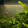 Java Moss Taxiphyllum Barbieri Aquarium Plant. 