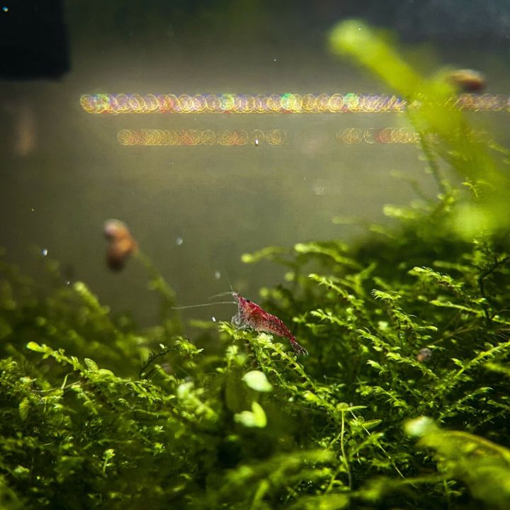 Java%20Moss%20Taxiphyllum%20Barbieri%20Aquarium%20Plant%20-%20Image%204