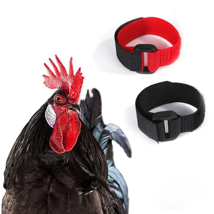 2Pcs%20Chicken%20Collar%20Anti%20Crow%20Noise%20Free%20Rooster%20Belt%20Adjustable%20Buckle%20Poultry%20Supplies%20for%20Ducks%20-%20Image%205