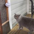 Cat Doorbell - Wireless Alarm Cat and Dog Doorbell - Door bell with Light & 10 Different Sounds. 