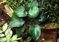Anubias Barteri  Aquarium Plant. 