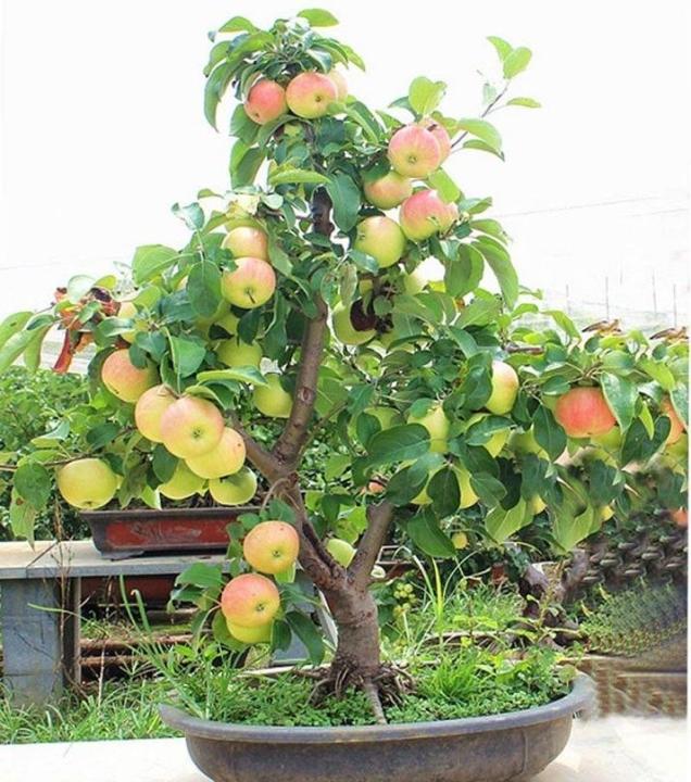 Bonsai%20Apple%20Tree%20Seeds%20-%20Image%206