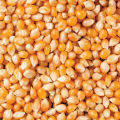 Pop Corn Seeds (Popcorn Seed) Fresh - 1 Kg. 