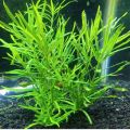 Pogostemon Stellatus (Narrow-Leaf)/aquarium plants/aquarium decoration. 