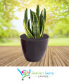 Pack of 3 Small Flower Pots for Cactus and Artificial Plants - White. 