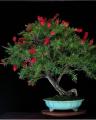 50 Seeds Bottle Brushes Tree -Callistemon Bonsai Plant Flower. 