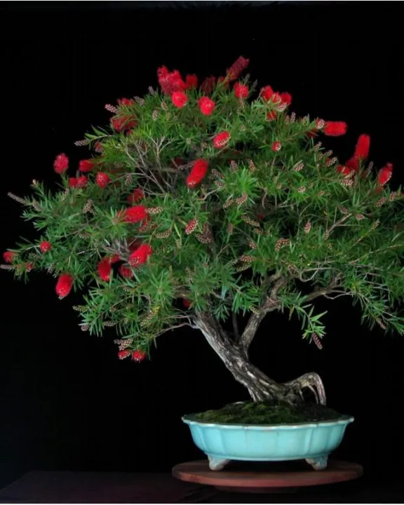 50%20Seeds%20Bottle%20Brushes%20Tree%20-Callistemon%20Bonsai%20Plant%20Flower%20-%20Image%204