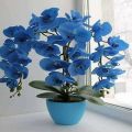 Blue Orchid Flower Plant Seeds. 