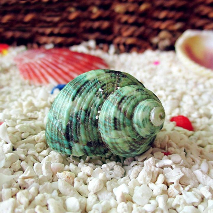 10CM%20Green%20Turbo%20Natural%20Rare%20Sea%20Shell%20Conch%20Stunning%20Healing%20Decor%20Ocean%201Pcs%20-%20Image%204