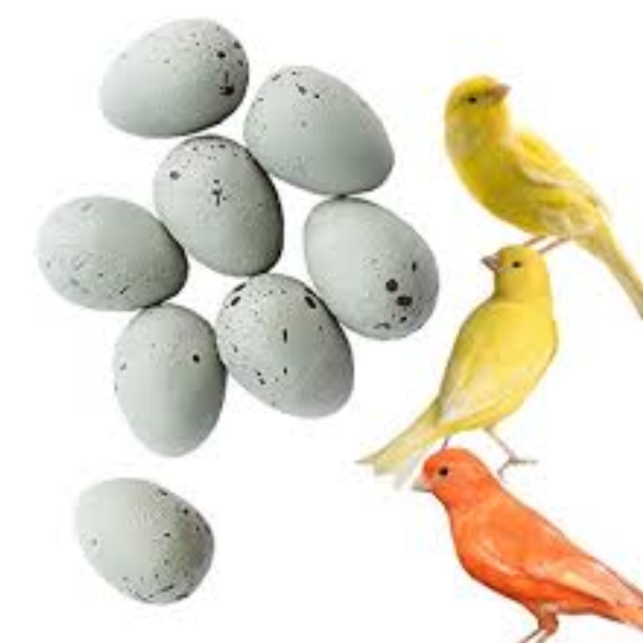Finch & Java Bird Breeding Dummy Eggs (Pack Of 12) – White Solid ...