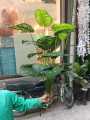 Arificial Money Green Leaf Plant. 