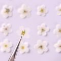 Resin Ornaments Card Candle Making Natural Forget-Me-Not Dried Flowers Pressed Flower Don't Forget Me. 