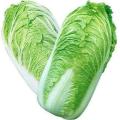F-1 HYBRID CHINESE CABBAGE SEED kitchen gardening. 