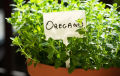Oregano Herb Seeds Home Kitchen Gardening Seeds. 