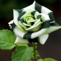 Green Dragon Rose Seeds. 