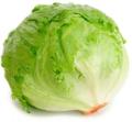 50 pcs SEEDS Iceberg Lettuce salad for  home and garden. 