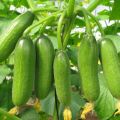 Cucumber ( Khera) Vegetable Best Quality Imported Seeds. 