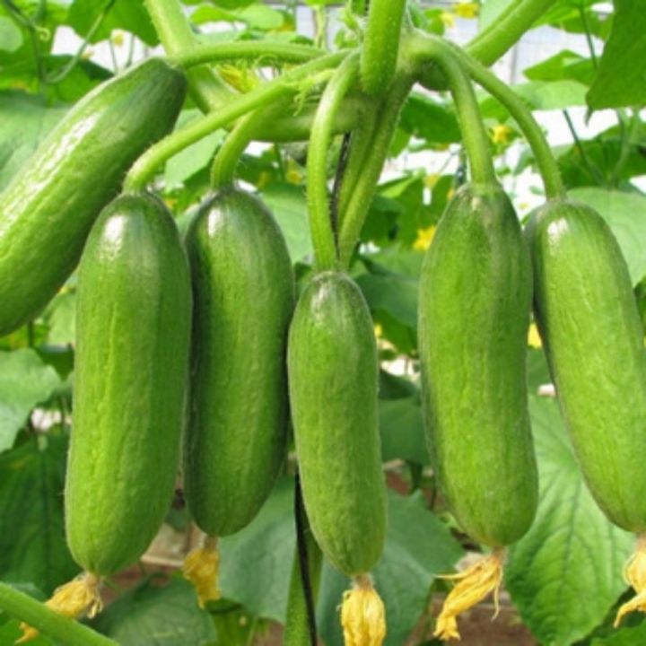 Cucumber%20(%20Khera)%20Vegetable%20Best%20Quality%20Imported%20Seeds%20-%20Image%202