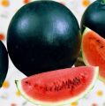 Desi Watermelon / Tarbooz Seeds 15+. 