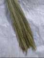 YYS Broom Stick Phool Jharo 1PCS پھول جھاڑو Jharoo Jharu Feather Broom Sweeper Feather Duster Long Lasting Brooms. 