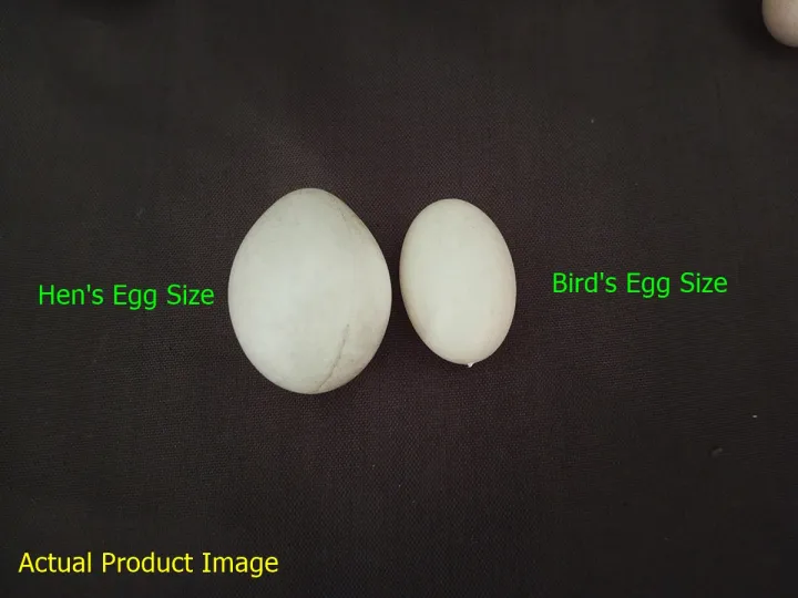 (9%20or%2018%20Pcs)%20Artificial%20Plastic%20Eggs%20-%20Dummy%20eggs%20of%20Bird%20-%20Bird's%20Egg%20Size%20Plastic%20Hollow%20Shell%20-%20Image%204