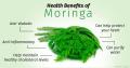 Organic Moringa Powder 100 Gram. 