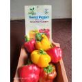 Bell Paper / sweet pepper / Colored capsicum. 