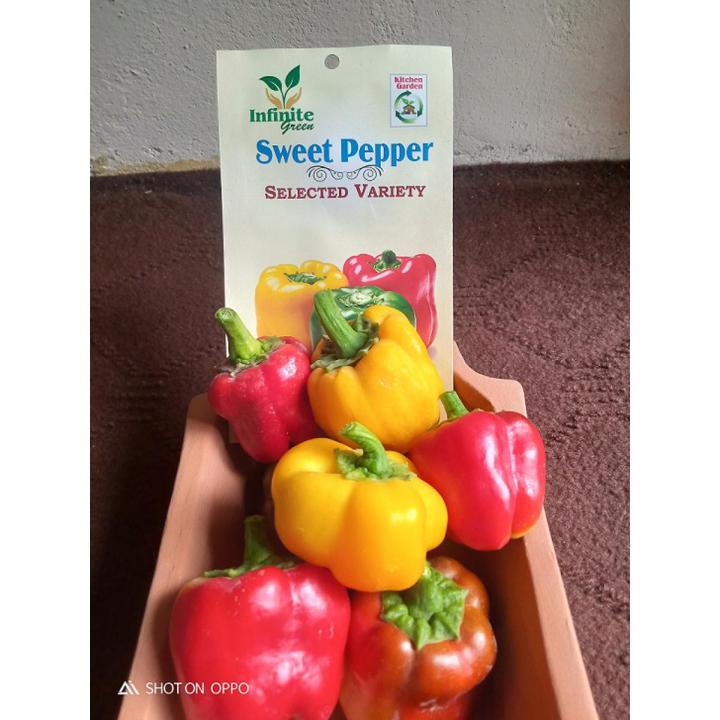 Bell Paper / sweet pepper / Colored capsicum