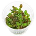Hygrophila sp. "Brown" Aquarium [ Live ] Plant. 