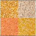 Monthly Grocery DAAL Pack of 4 (500g each) Hygienic Pack "Dal Chana - Dal Masoor-250Gram - Dal Moong - Dal Mash" Quality No.1 fresh daal/4 Daal Monthly Grocery KITCHEN Package 4 Mixed Pulses. 