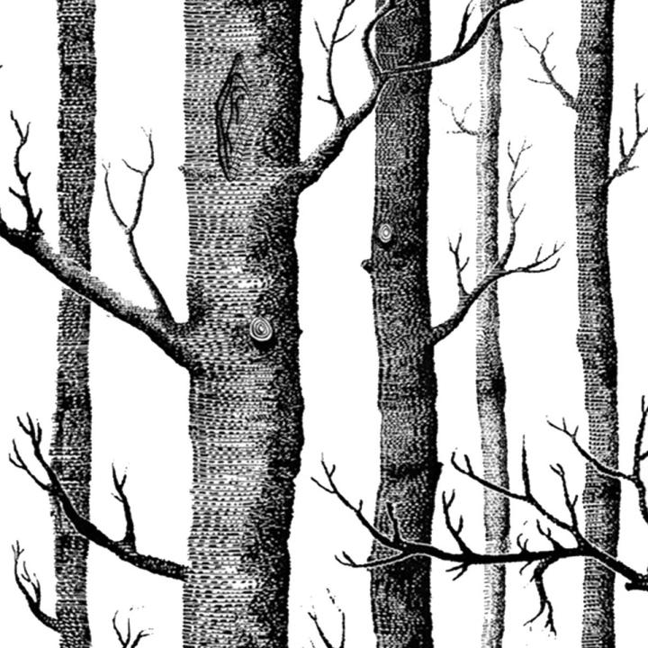 BEERIS Black White Birch Tree Wallpaper for Bedroom Modern Design Living Room Wall Paper Roll Rustic Forest Woods Wallpapers